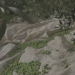 La segunda vida de la aceituna: todo lo que se aprovecha después de la cosecha